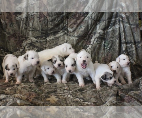 Medium Photo #1  Breeder Profile in SEALY, TX, USA