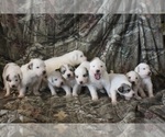 Small breeder photo