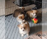 Small #1 Breeder Profile image