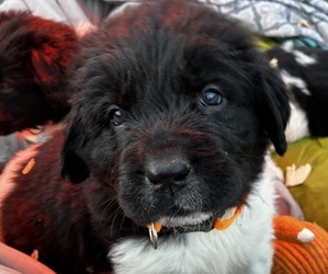 Newfoundland Dog Breeder near SAXTONS RIVER, VT, USA