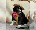 Small #17 Breeder Profile image