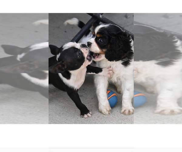 Medium Photo #1  Breeder Profile in PARKERS LAKE, KY, USA