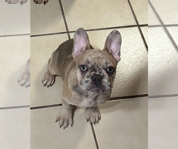 Medium Photo #1  Breeder Profile in HIALEAH, FL, USA