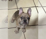 Small breeder photo