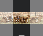 Small #4 Breeder Profile image