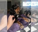 Small Photo #19  Breeder Profile in WAXAHACHIE, TX, USA