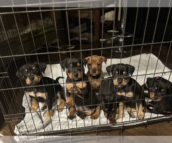 Medium Photo #1  Breeder Profile in WILMINGTON, NC, USA