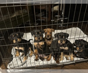 Rottweiler-Unknown Mix Dog Breeder near WILMINGTON, NC, USA