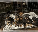 Small breeder photo