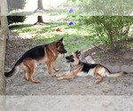 Small breeder photo