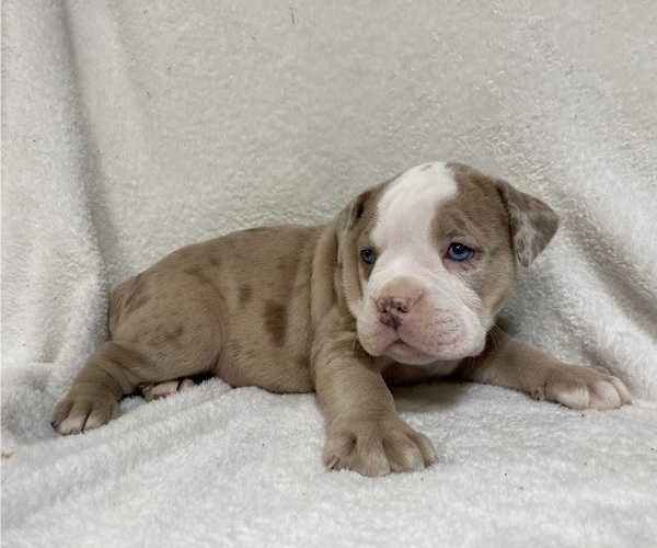 Medium Photo #8  Breeder Profile in CHETEK, WI, USA