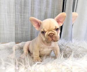 French Bulldog Dog Breeder near DANBURY, CT, USA