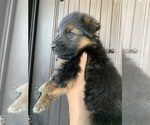 Small #197 Breeder Profile image