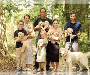 Goldendoodle Dog Breeder in MONETTA,  USA