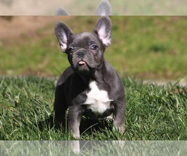 Medium Photo #7  Breeder Profile in FALLBROOK, CA, USA