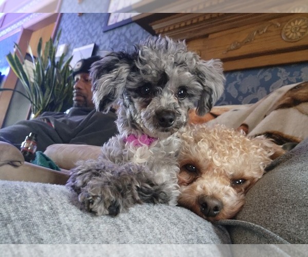 Medium Photo #13  Breeder Profile in NEENAH, WI, USA