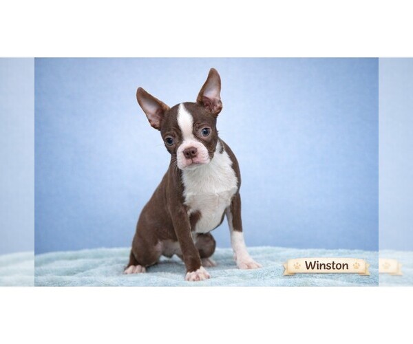 Medium Photo #16  Breeder Profile in CLARE, MI, USA