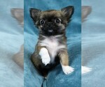 Small breeder photo