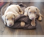 Small #12 Breeder Profile image
