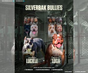 American Bully Dog Breeder near CHAMPAIGN, IL, USA