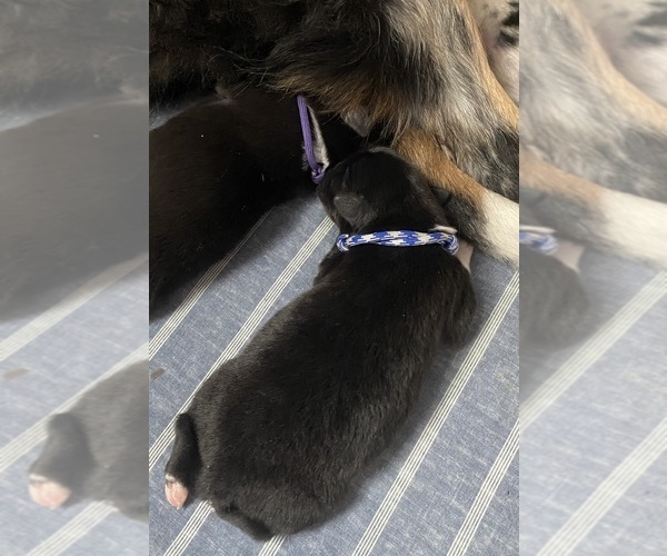 Medium Photo #8  Breeder Profile in ONAWAY, MI, USA