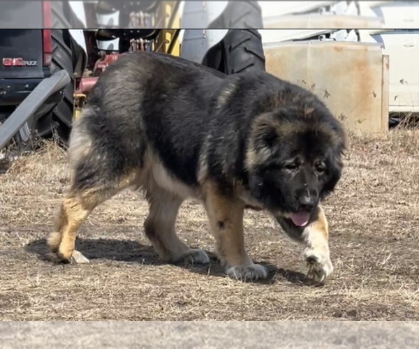 Medium Photo #117  Breeder Profile in TWINING, MI, USA