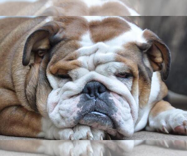 Medium Photo #1  Breeder Profile in DALLAS, TX, USA