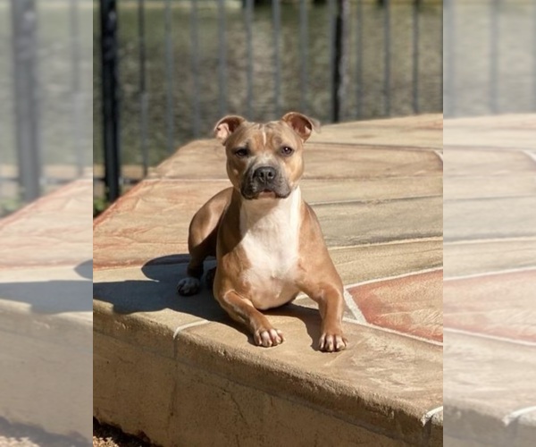 Medium Photo #8  Breeder Profile in HOUSTON, TX, USA
