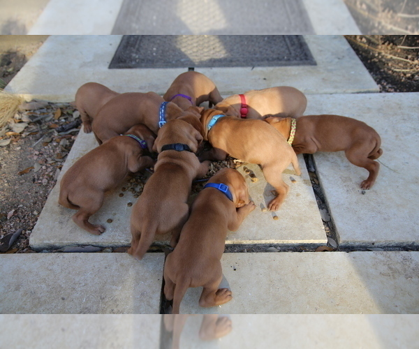 Medium Photo #4  Breeder Profile in FISCHER, TX, USA