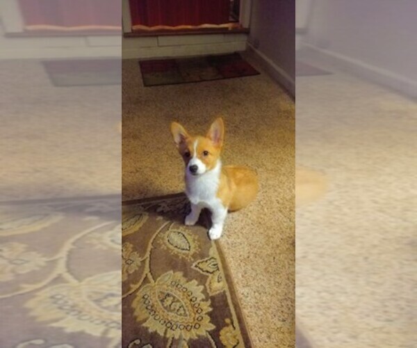 Medium Photo #1  Breeder Profile in COLFAX, CA, USA