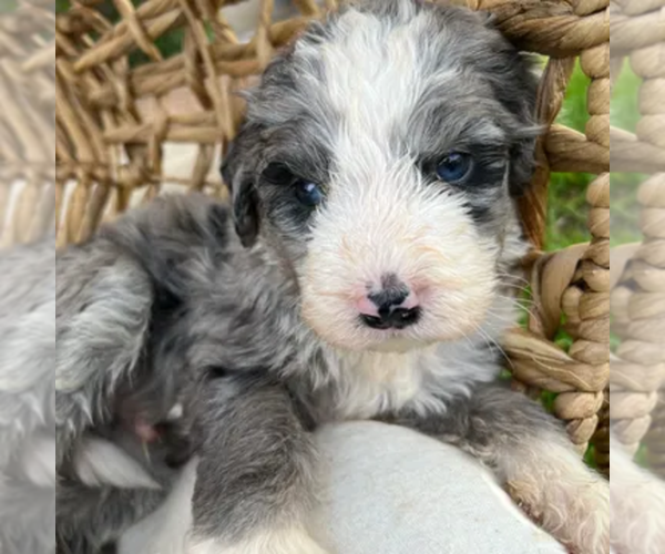 Medium Photo #5  Breeder Profile in GILBERT, AZ, USA