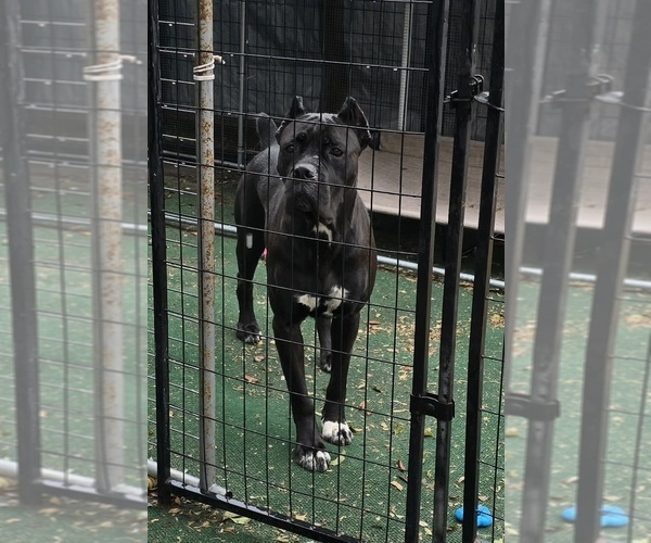 Medium Photo #6  Breeder Profile in SPRING HILL, FL, USA