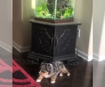 Small #99 Breeder Profile image