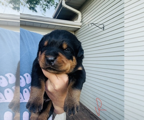 Medium Photo #1  Breeder Profile in UNION, IA, USA