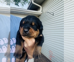 Rottweiler Dog Breeder near UNION, IA, USA