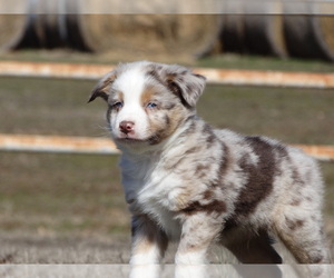 Australian Shepherd Dog Breeder in OZARK,  USA