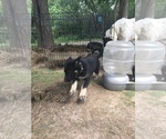 Small #1 Breeder Profile image