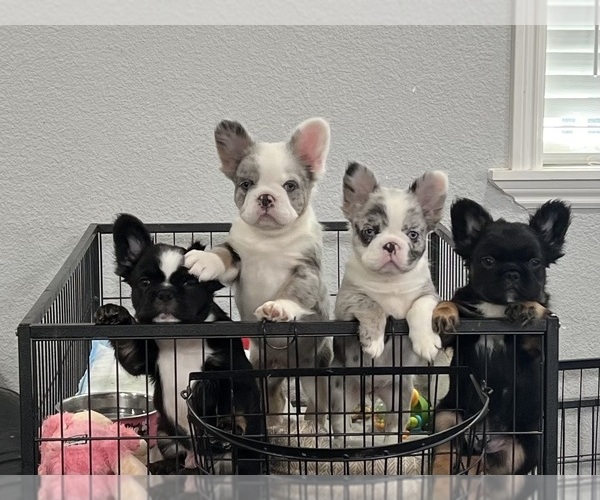 Medium Photo #1  Breeder Profile in MARTINEZ, CA, USA
