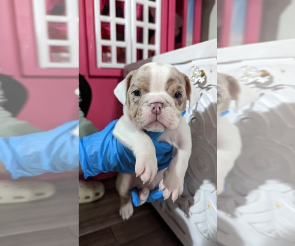 Medium Photo #1  Breeder Profile in RIVERSIDE, CA, USA
