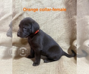 Labrador Retriever Dog Breeder in HENRIETTA,  USA