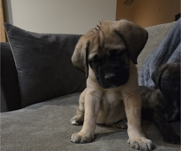 Medium Photo #4  Breeder Profile in WALNUT COVE, NC, USA