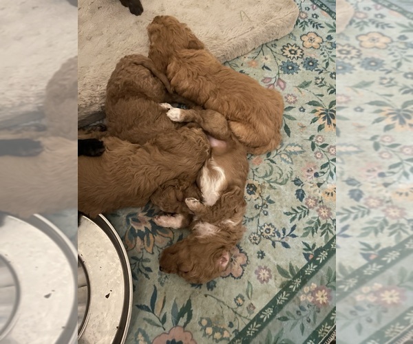 Medium Photo #21  Breeder Profile in NASHVILLE, TN, USA