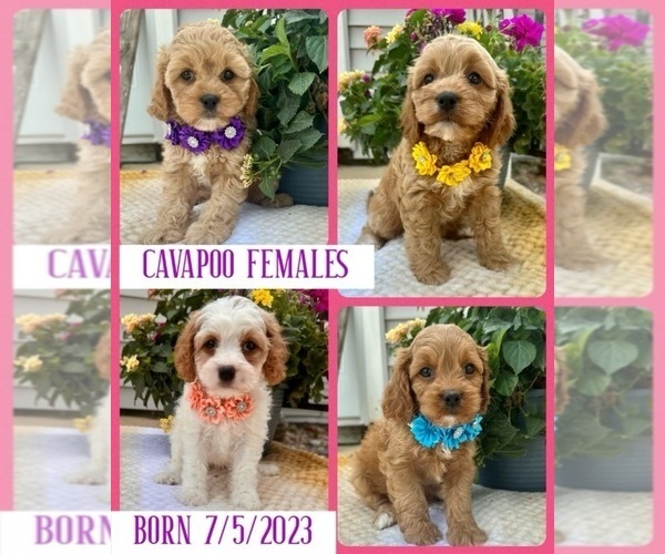 Medium Photo #3  Breeder Profile in RICHMOND, IL, USA