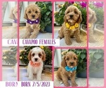 Small Photo #3  Breeder Profile in RICHMOND, IL, USA