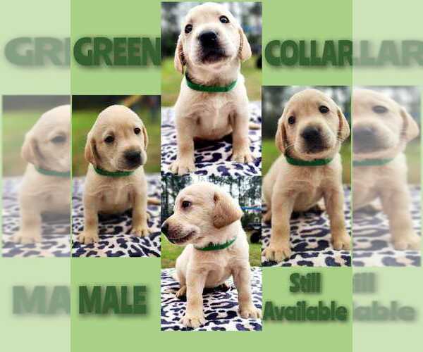 Medium Photo #1  Breeder Profile in PERRY, FL, USA