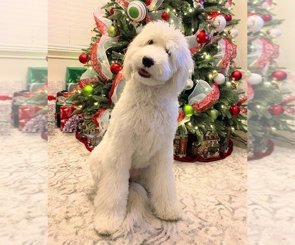 Medium Photo #6  Breeder Profile in ASPERMONT, TX, USA