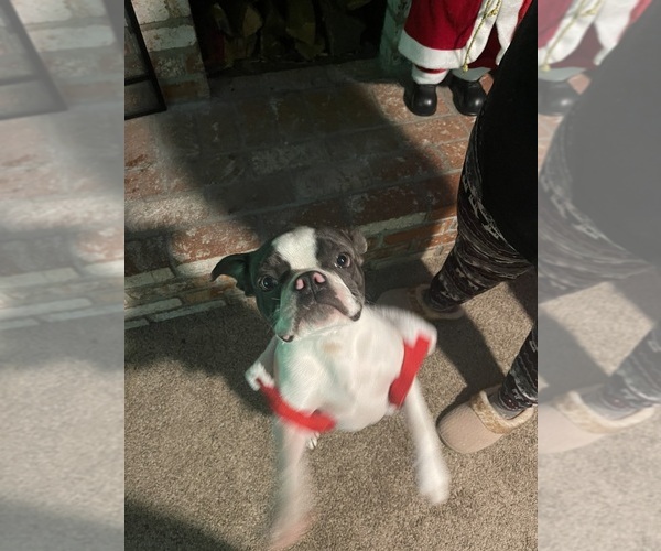 Medium Photo #8  Breeder Profile in VACAVILLE, CA, USA