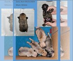 Small #11 Breeder Profile image