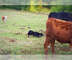 Small #23 Breeder Profile image