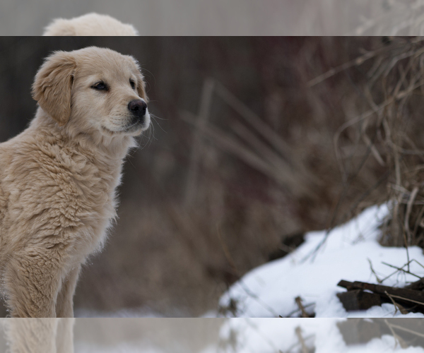 Medium Photo #3  Breeder Profile in ROWLEY, MA, USA